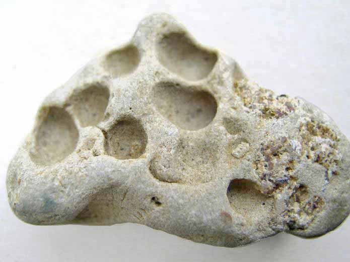 Gastrochaenolites : Ichnofossiles (Traces fossiles): biorosion de roches du jurassique Boulonnais